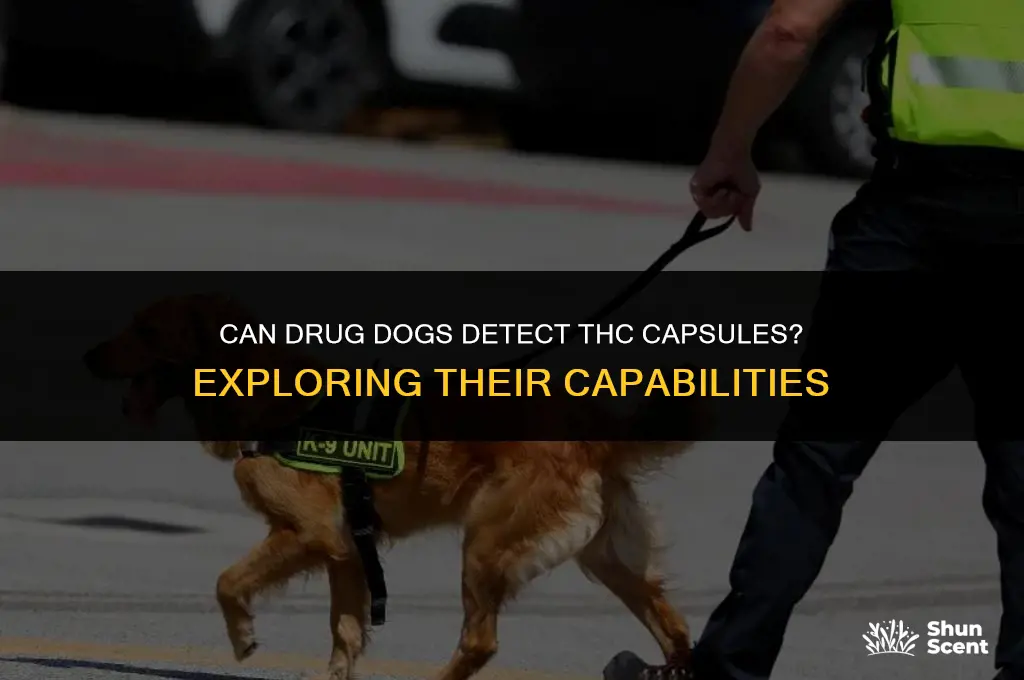 can drug dog smell thc capsules