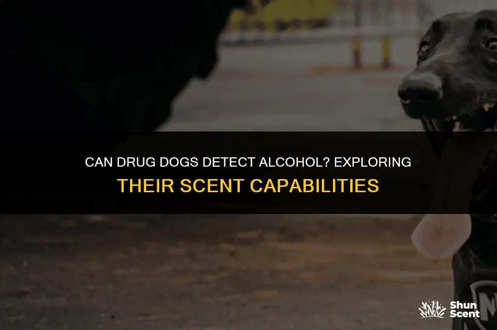 can drug dogs smell aclohol
