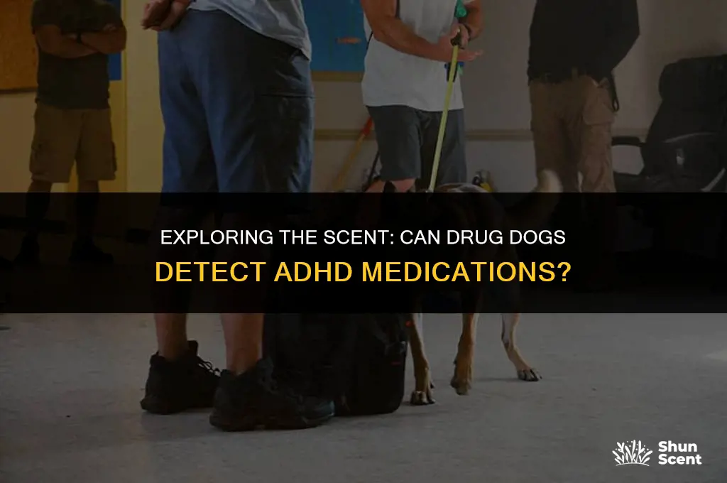 can drug dogs smell adhd meds