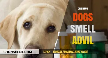 Can Drug Dogs Detect Advil? Exploring Their Scent Capabilities