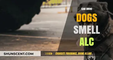 Can Drug Dogs Detect Alcohol? Exploring Their Scent Capabilities