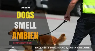 Can Drug Dogs Detect Ambien? Exploring Their Scent Capabilities