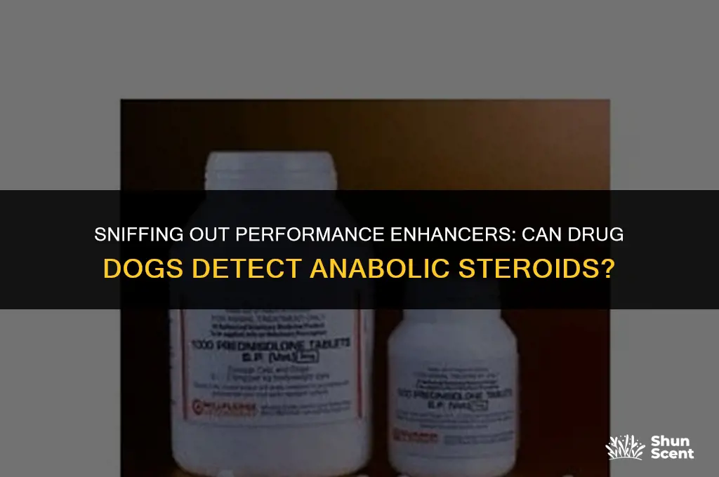 can drug dogs smell anabolic steroids