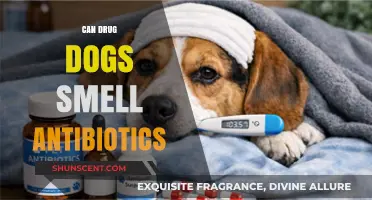 Can Drug Dogs Detect Antibiotics? Exploring Their Capabilities