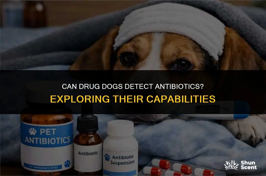 can drug dogs smell antibiotics