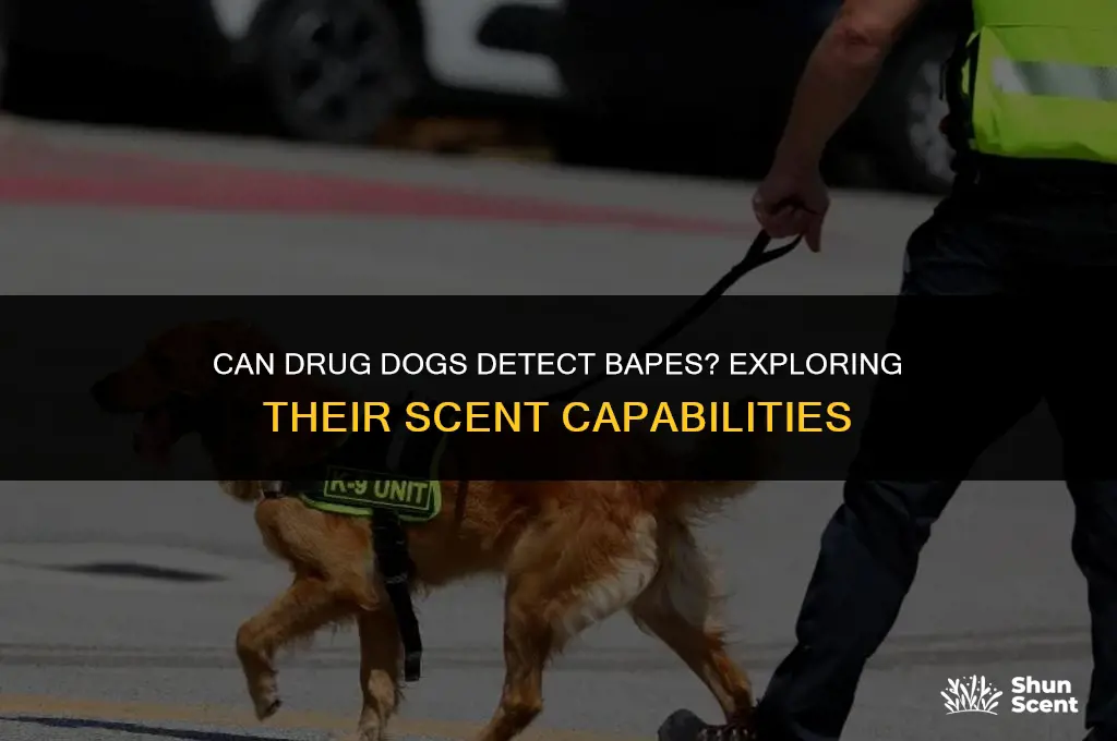 can drug dogs smell bapes