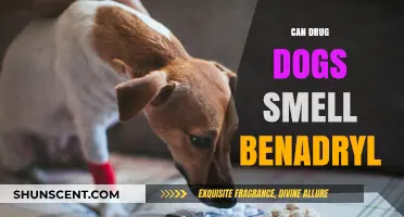 Can Drug Dogs Detect Benadryl? Exploring the Science Behind It