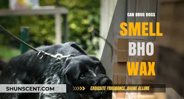 Can Drug Dogs Detect BHO Wax? A Comprehensive Guide