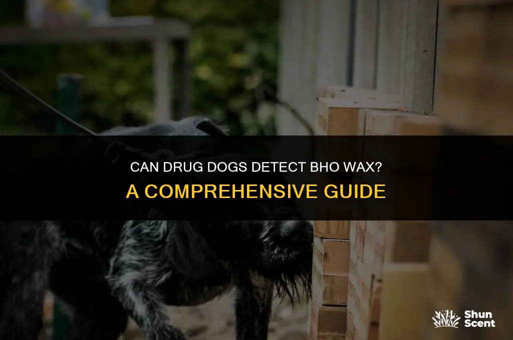 can drug dogs smell bho wax