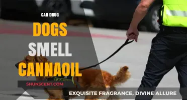 Sniffing Out the Truth: Can Drug Dogs Detect Cannaoil?