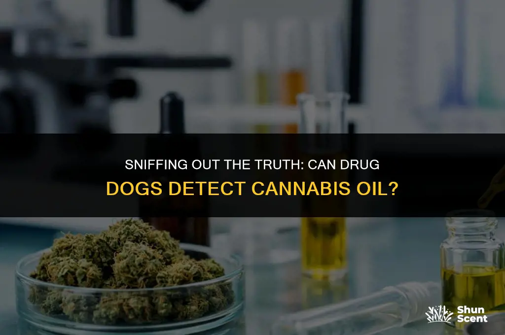 can drug dogs smell cannibas oil