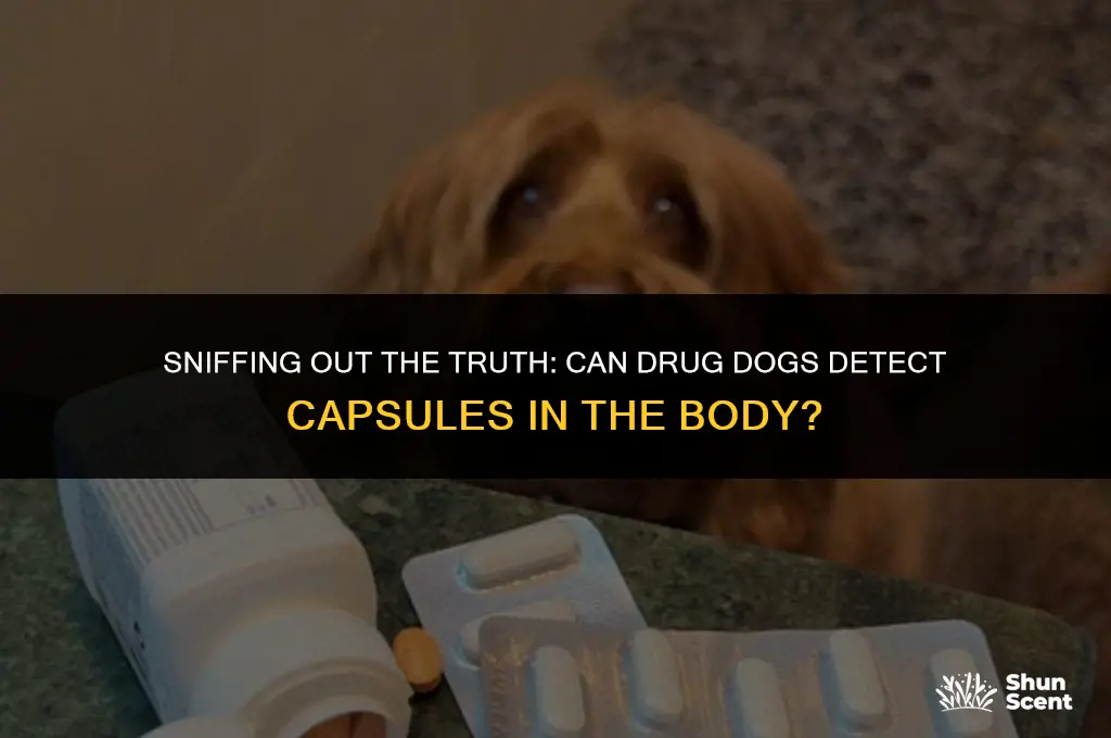 can drug dogs smell capsules in body