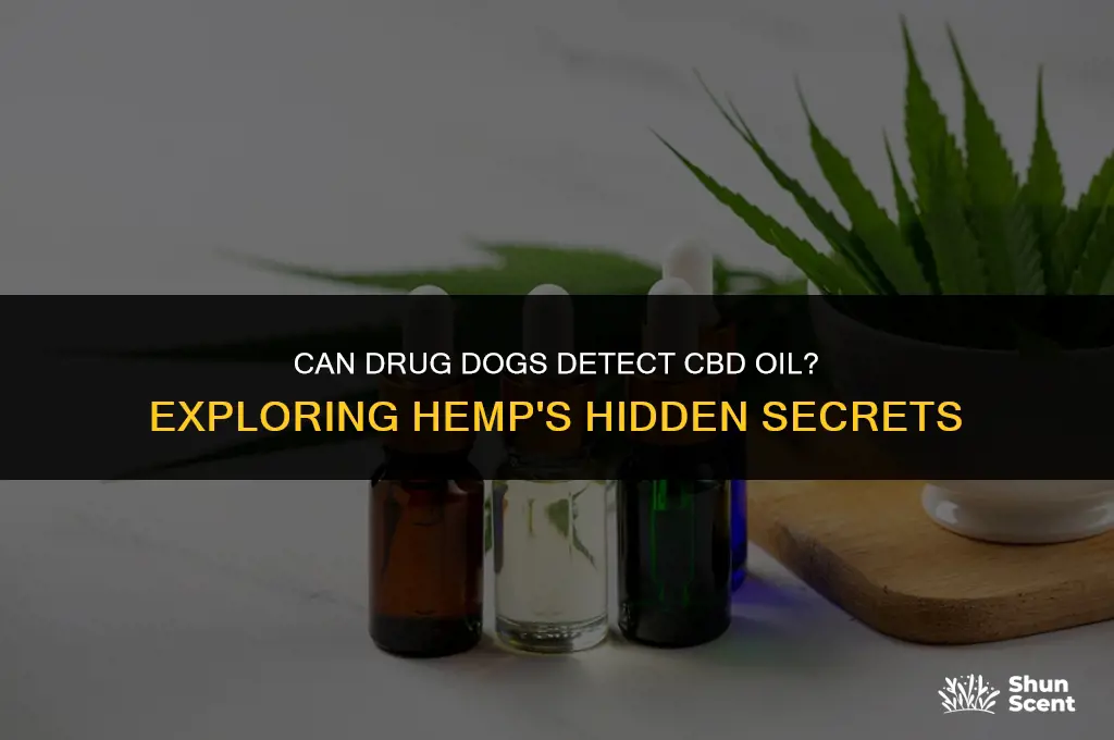 can drug dogs smell cbd oil hemp derived