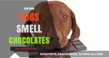 Can Drug Dogs Smell Chocolates? Unveiling the Myths and Facts
