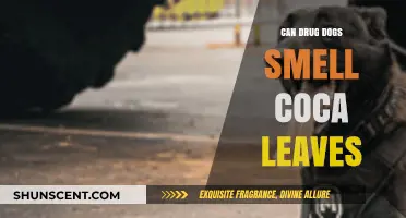 Sniffing Out Narcotics: Can Drug Dogs Detect Coca Leaves?