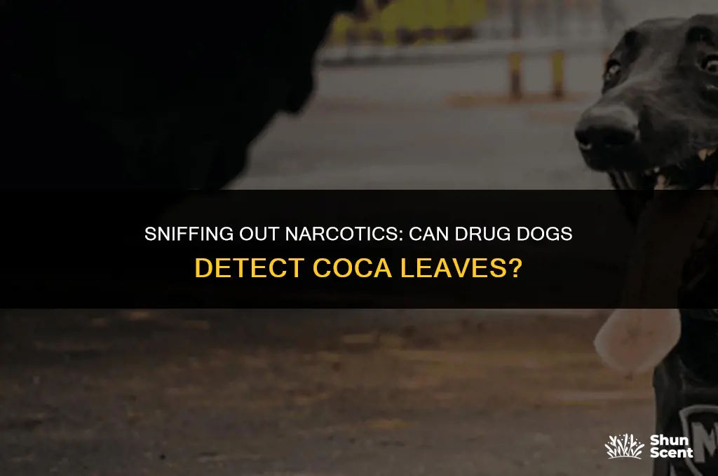 can drug dogs smell coca leaves