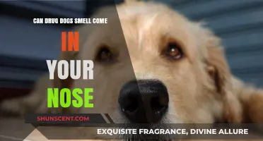 Sniffing Out the Truth: Can Drug Dogs Detect Substances Through Your Nose?