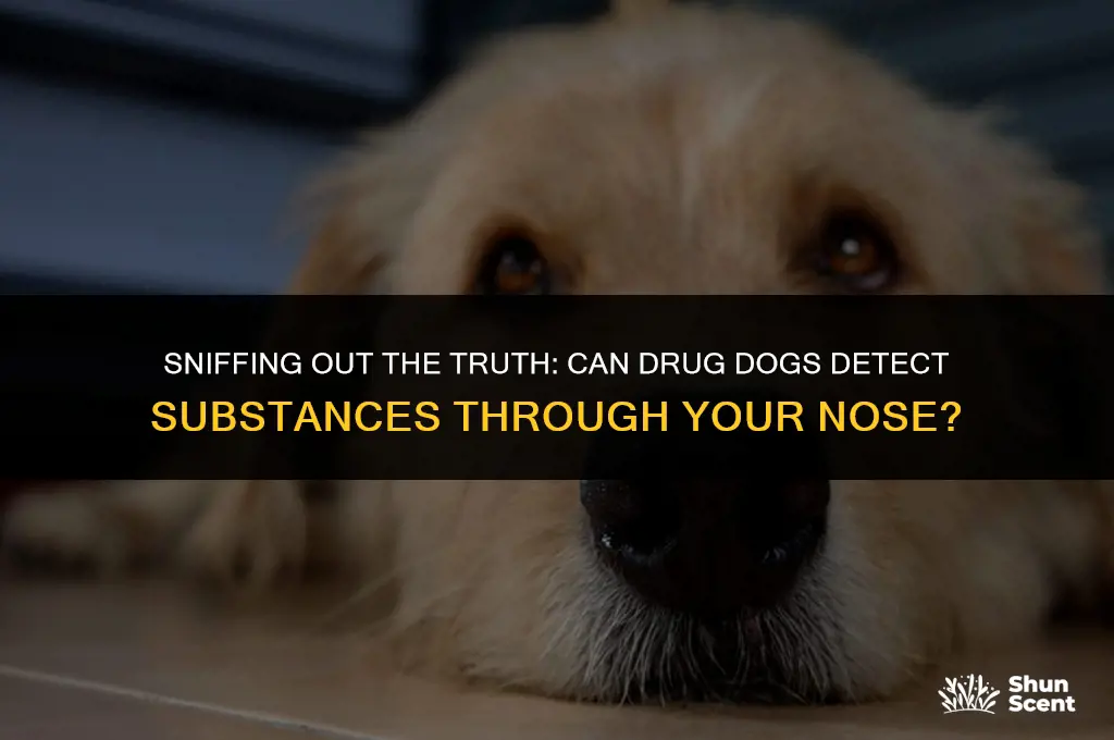 can drug dogs smell come in your nose