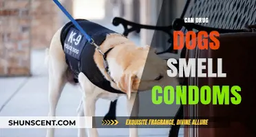 Can Drug Dogs Detect Condoms? Myths and Facts Uncovered