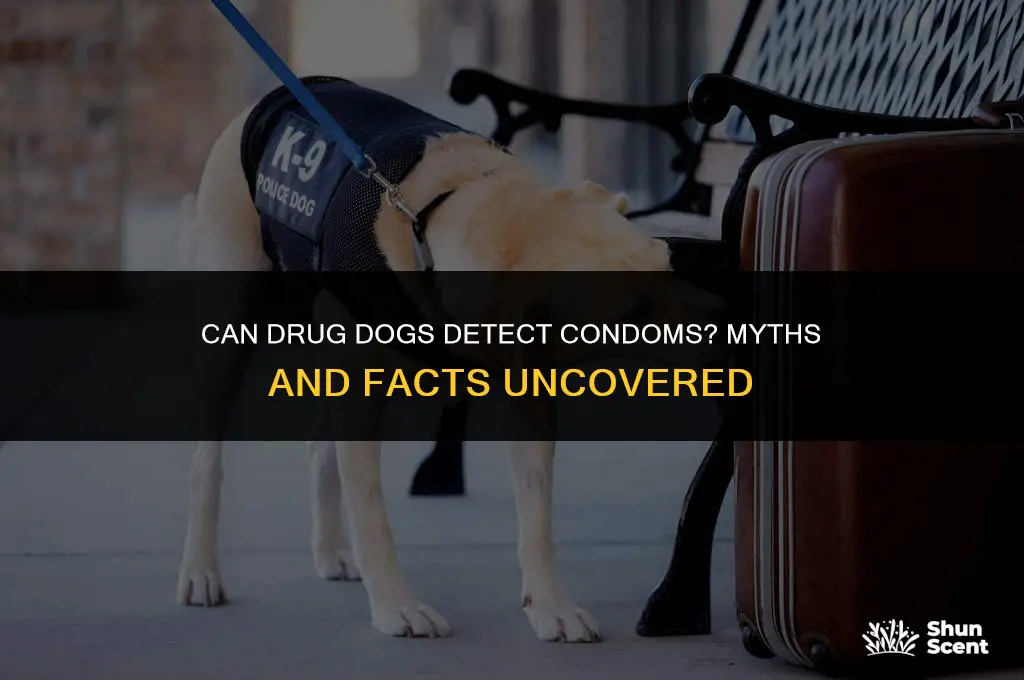 can drug dogs smell condoms