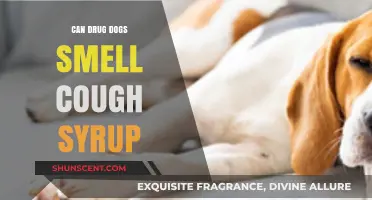 Sniffing Out the Truth: Can Drug Dogs Detect Cough Syrup?