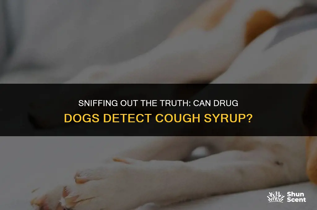 can drug dogs smell cough syrup