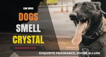 Sniffing Out the Truth: Can Drug Dogs Detect Crystal Meth?