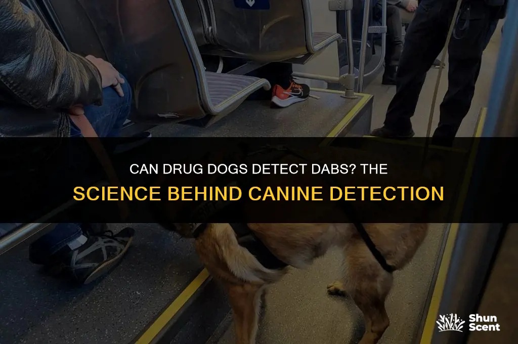 can drug dogs smell dabs
