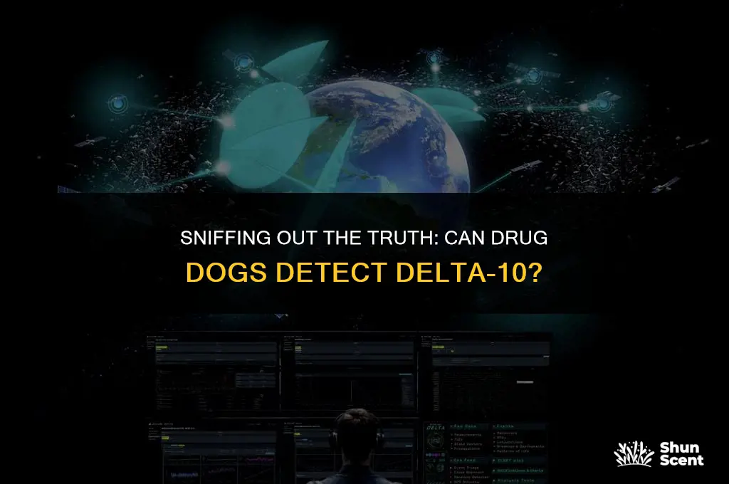 can drug dogs smell delta 10