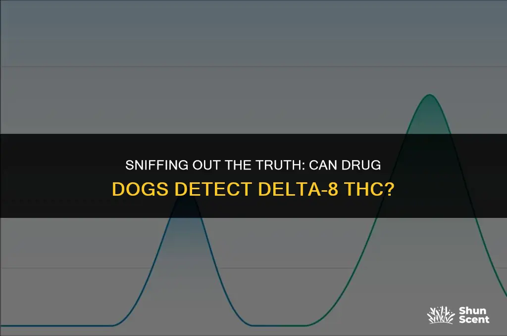 can drug dogs smell delta 8 thc