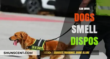 Sniffing Out the Truth: Can Drug Dogs Detect Disposable Vapes?