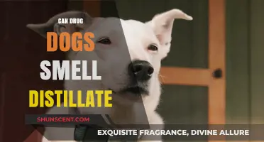 Sniffing Out the Truth: Can Drug Dogs Detect Distillate?