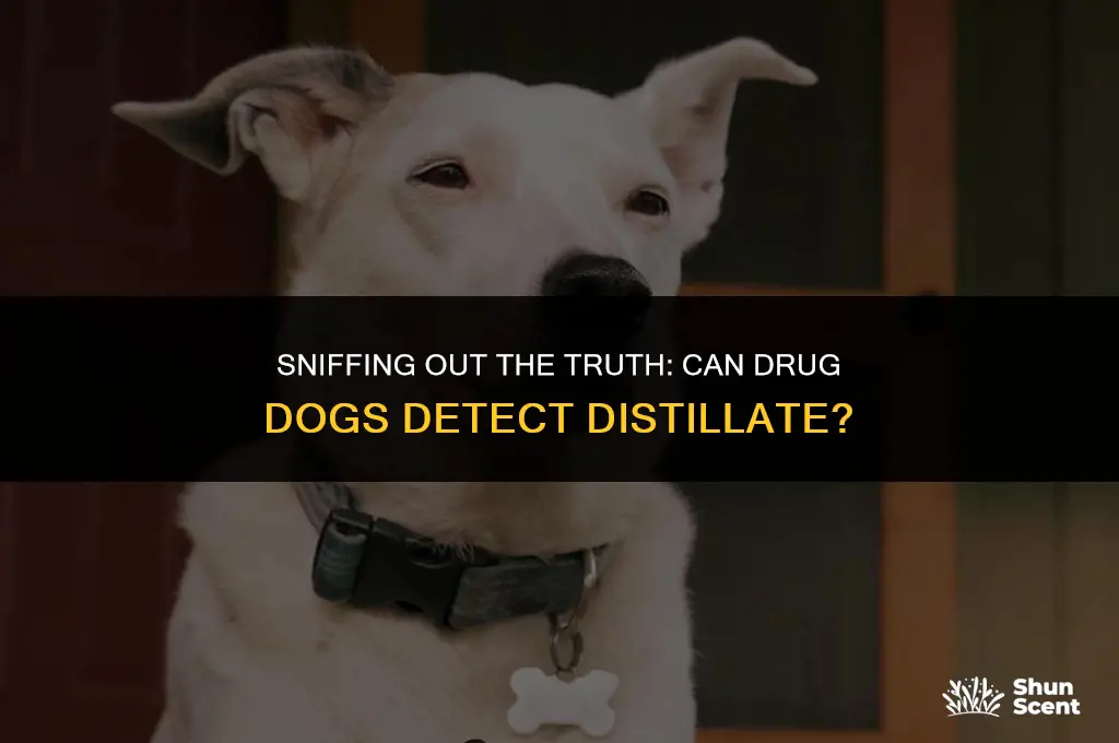 can drug dogs smell distillate