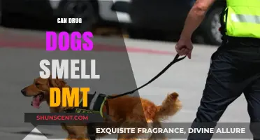 Can Drug Dogs Detect DMT? Exploring Their Scent Capabilities