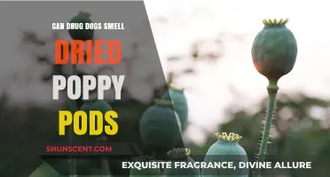 Can Drug Dogs Detect Dried Poppy Pods? An In-Depth Look