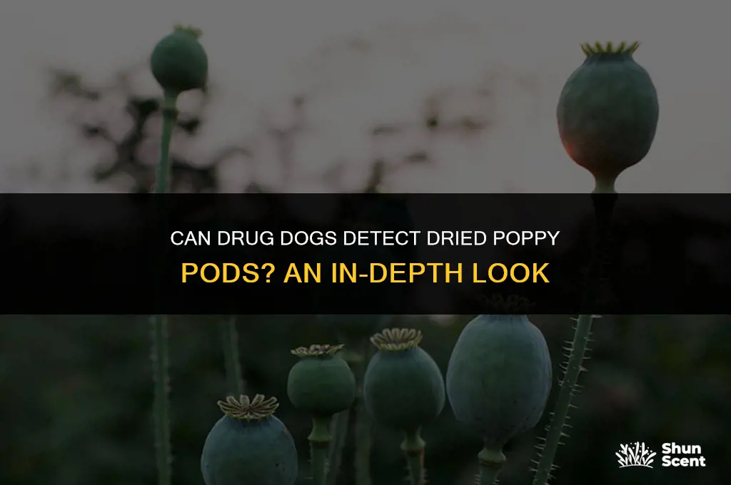can drug dogs smell dried poppy pods
