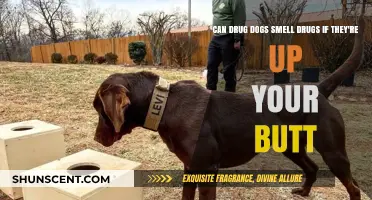 Can Drug Dogs Detect Substances Concealed in the Rectal Area?