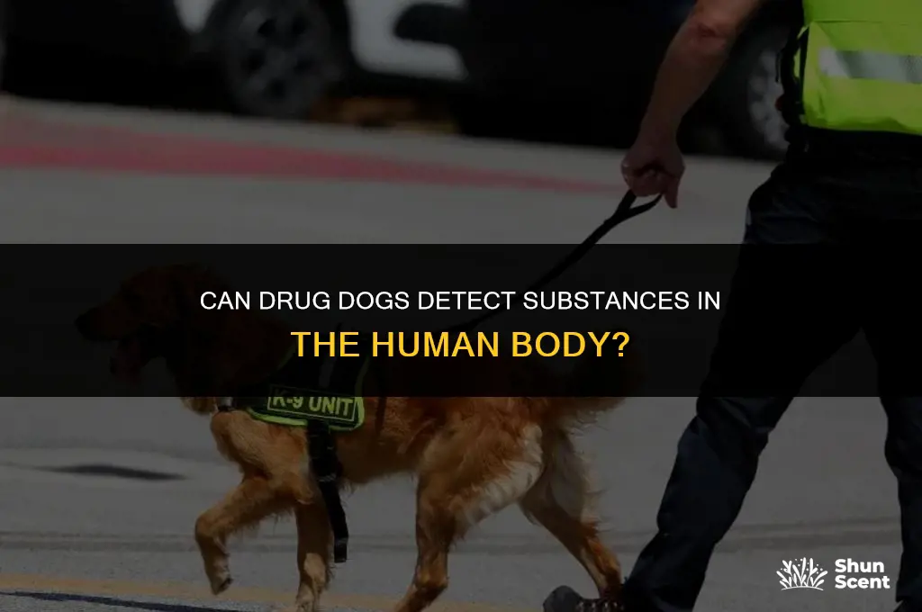can drug dogs smell drugs in your anus