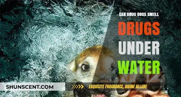 Can Drug Dogs Sniff Out Narcotics Under Water?