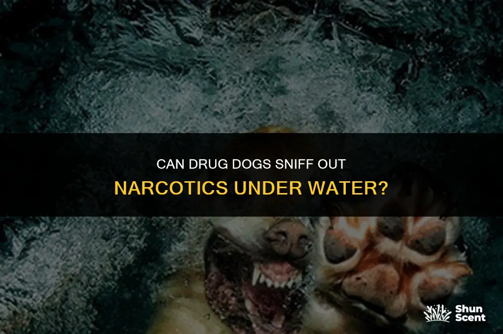 can drug dogs smell drugs under water