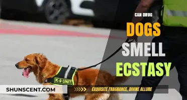 Can Drug Dogs Detect Ecstasy? An In-Depth Look at Canine Detection Abilities