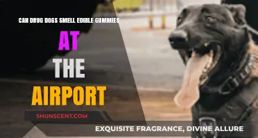 Sniffing Out Edible Gummies: Can Airport Drug Dogs Detect Them?