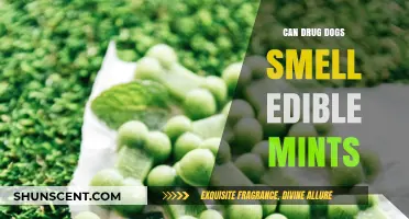 Sniffing Out the Truth: Can Drug Dogs Detect Edible Mints?