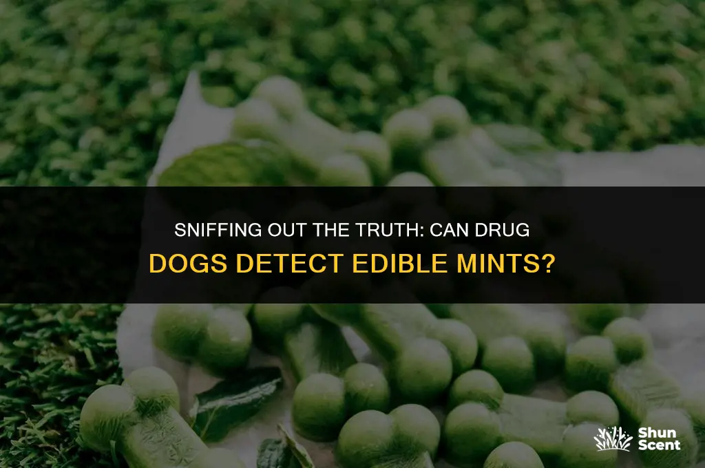 can drug dogs smell edible mints