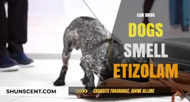 Can Drug Dogs Detect Etizolam? A Comprehensive Guide