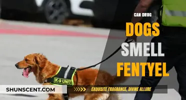 Can Drug Dogs Detect Fentanyl? A Comprehensive Guide
