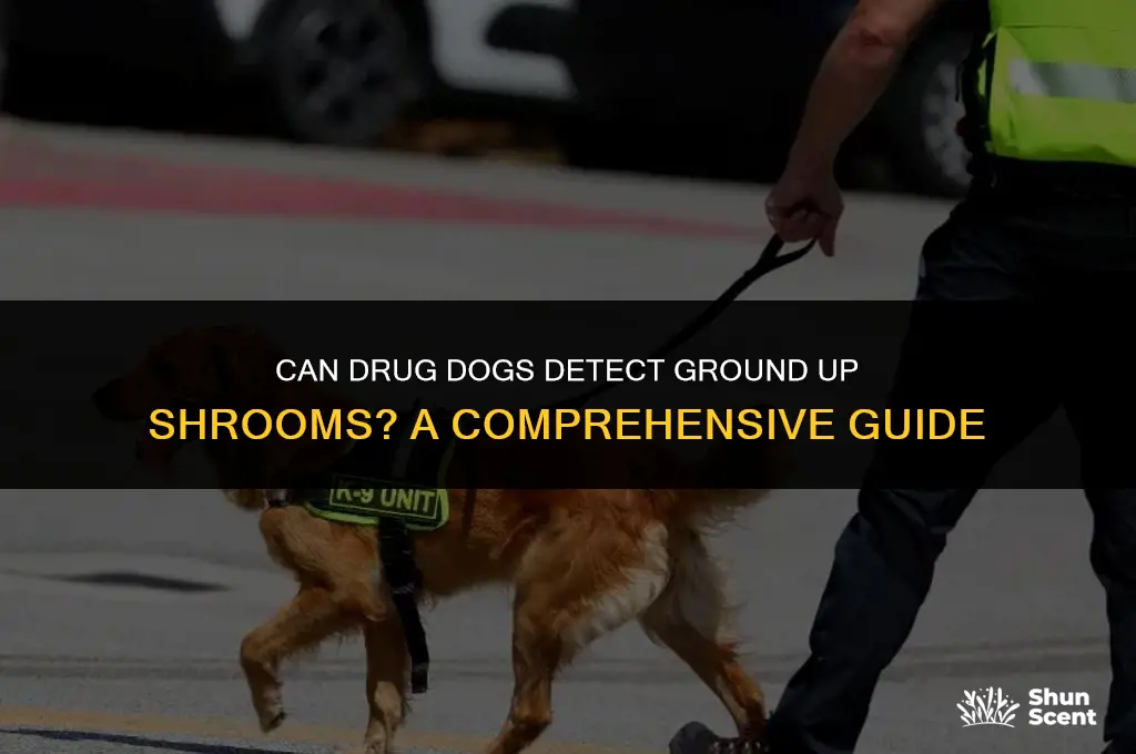 can drug dogs smell ground up shrooms