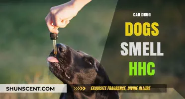 Sniffing Out the Truth: Can Drug Dogs Detect HHC?
