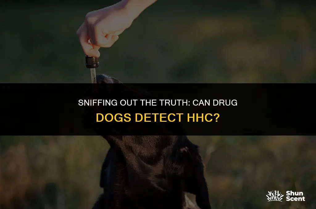 can drug dogs smell hhc