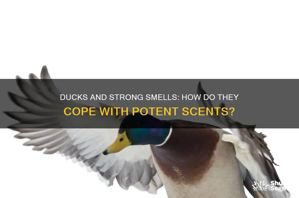 can ducks handle potent scents